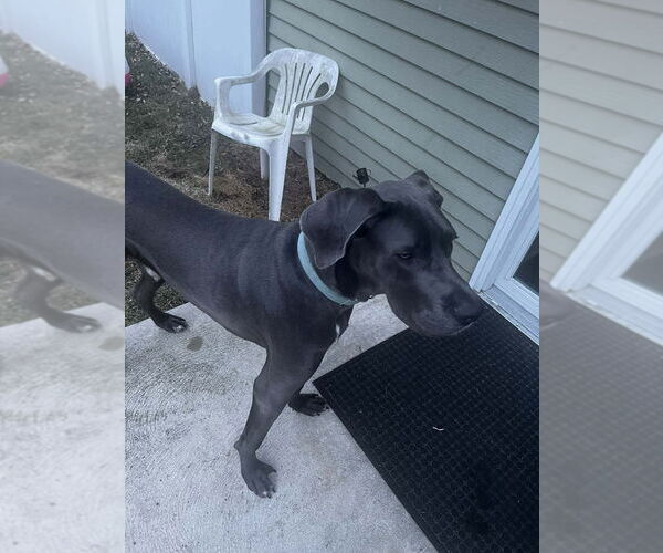 Medium Photo #7 Great Dane Puppy For Sale in New York, NY, USA