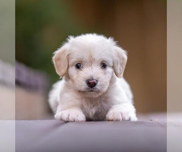 Medium Photo #2 Poodle (Miniature)-Unknown Mix Puppy For Sale in San Diego, CA, USA