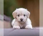 Small #1 Poodle (Miniature) Mix