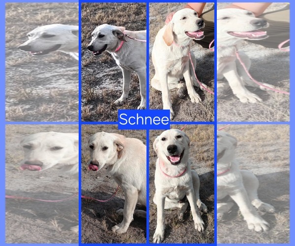 Medium Photo #6 Labrador Retriever-Unknown Mix Puppy For Sale in Minneapolis, MN, USA