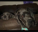 Small Photo #36 Great Dane Puppy For Sale in SAND SPRINGS, OK, USA