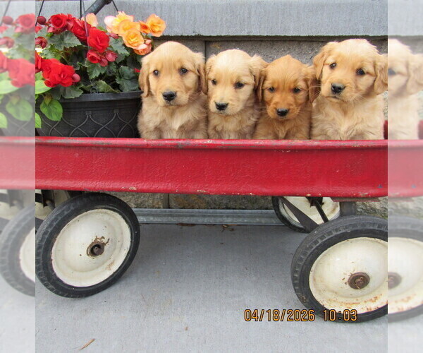 Medium Photo #2 Golden Retriever Puppy For Sale in SINGERS GLEN, VA, USA