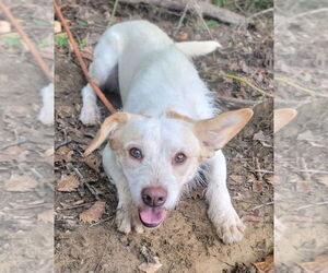 Mutt Dogs for adoption in Columbus, IN, USA