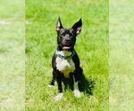 Small #1 American Pit Bull Terrier Mix