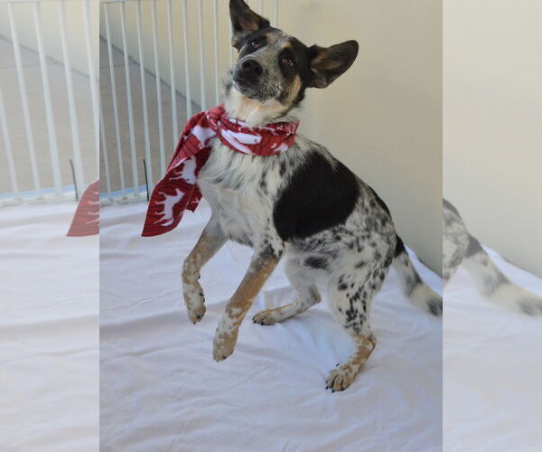 Medium Photo #2 Mutt Puppy For Sale in McKinney, TX, USA