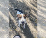 Small #4 Beagle Mix
