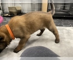 Small Photo #87 Belgian Malinois Puppy For Sale in REESEVILLE, WI, USA