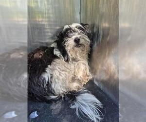 Mutt Dogs for adoption in San Antonio, TX, USA