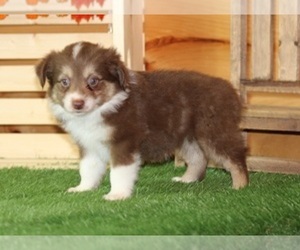 Miniature Australian Shepherd Puppy for sale in MARSHFIELD, MO, USA