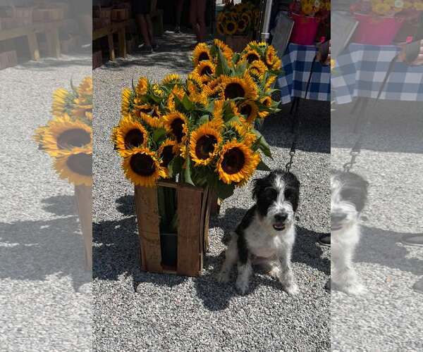Medium Photo #5 Pointer-Unknown Mix Puppy For Sale in Woodbury, NY, USA