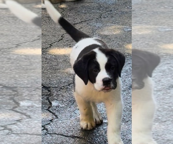 Medium Photo #13 Cane Corso-Saint Bernard Mix Puppy For Sale in WORCESTER, MA, USA