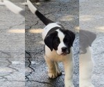 Small #12 Cane Corso-Saint Bernard Mix