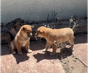 Shiba Inu Puppy for Sale in SCOTTSDALE, Arizona USA