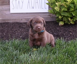 Labrador Retriever Puppy for sale in MILLERSBURG, OH, USA