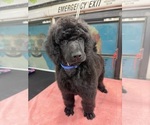 Puppy 4 Poodle (Standard)