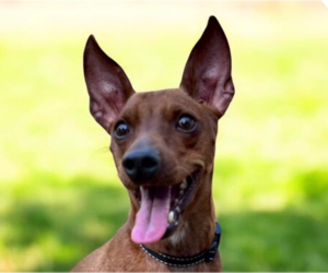 Miniature Pinscher-Unknown Mix Dogs for adoption in San Ramon, CA, USA