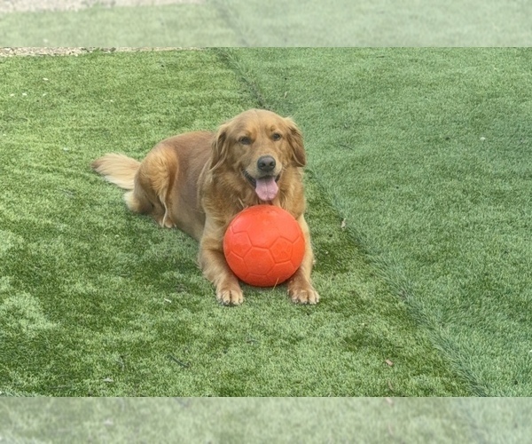 Medium Photo #1 Golden Shepherd Puppy For Sale in OCEANSIDE, CA, USA