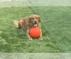 Mother of the Golden Shepherd puppies born on 07/23/2025