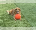 Small Photo #1 Golden Shepherd Puppy For Sale in OCEANSIDE, CA, USA