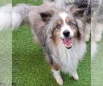 Small #2 Border Collie
