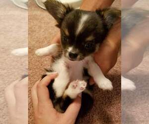 Chihuahua Puppy for sale in BROADWAY, NC, USA