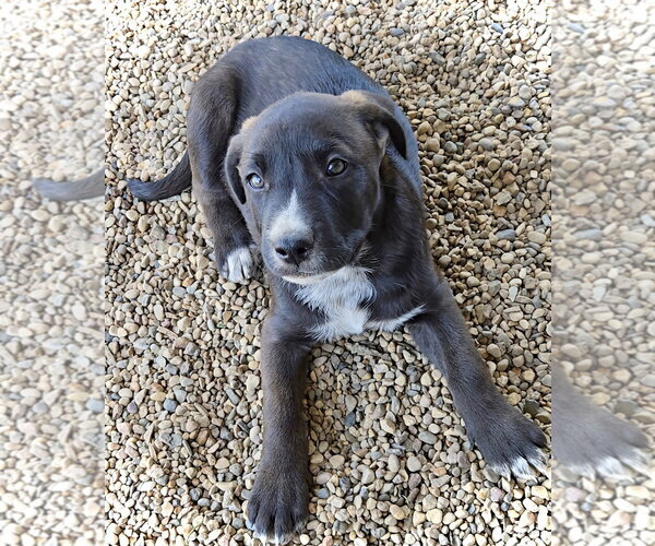 Medium Photo #4 Australian Shepherd-Unknown Mix Puppy For Sale in Estherville, IA, USA