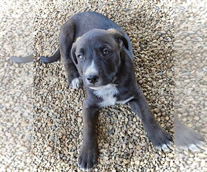 River - Male Australian Shepherd-Unknown Mix Dog for Adoption - Photo #4