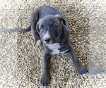 Small #3 Australian Shepherd Mix