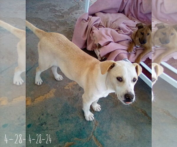 Medium Photo #5 Labrador Retriever-Unknown Mix Puppy For Sale in Apple Valley, CA, USA