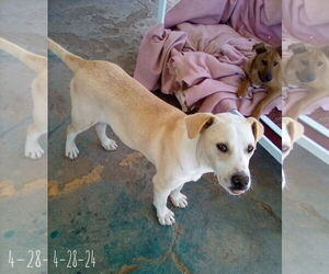 Jingles-his BFF is Baby Girl - Male Labrador Retriever-Unknown Mix Dog for Adoption - Photo #5