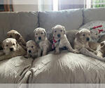 Small Photo #1 Golden Retriever Puppy For Sale in MIDLAND, MI, USA