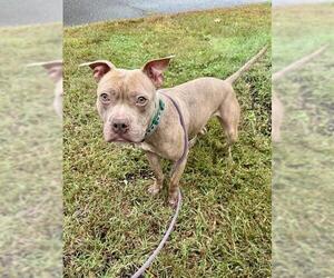 American Bulldog-Unknown Mix Dogs for adoption in Forestville, MD, USA