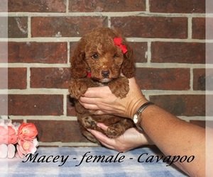 Cavapoo (Miniature) Puppy for sale in CLARKRANGE, TN, USA