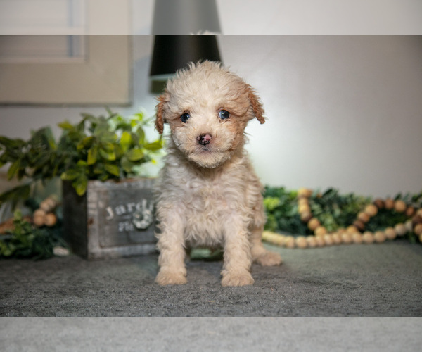 Medium Photo #8 Cavapoo (Miniature) Puppy For Sale in CAMDEN, MI, USA