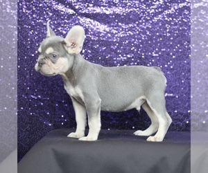 French Bulldog Puppy for sale in LAKEWOOD VILLAGE, TX, USA
