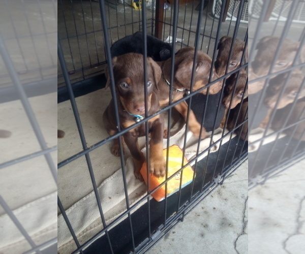 Medium Photo #5 Doberman Pinscher Puppy For Sale in PASCO, WA, USA