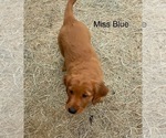 Small Photo #11 Golden Retriever Puppy For Sale in BEDFORD, TX, USA