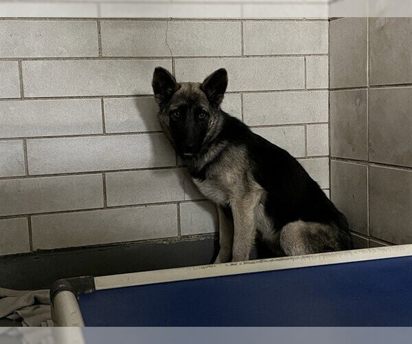 Medium Photo #1 German Shepherd Dog Puppy For Sale in Stockton, CA, USA