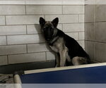 Small German Shepherd Dog