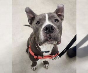 American Bulldog-Unknown Mix Dogs for adoption in Minneapolis, MN, USA