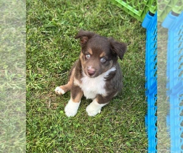 Medium Photo #11 Australian Shepherd-Miniature Australian Shepherd Mix Puppy For Sale in PETERSBURG, IL, USA