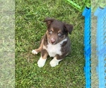 Small Photo #11 Australian Shepherd-Miniature Australian Shepherd Mix Puppy For Sale in PETERSBURG, IL, USA
