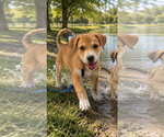 Small #1 Black Mouth Cur Mix
