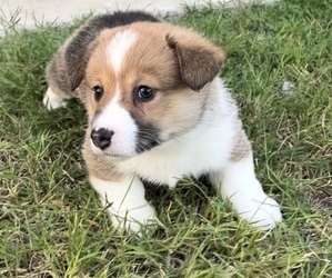 Aussie-Corgi Puppy for sale in ADA, OK, USA