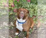 Small Photo #25 Mutt Puppy For Sale in Mount Laurel, NJ, USA
