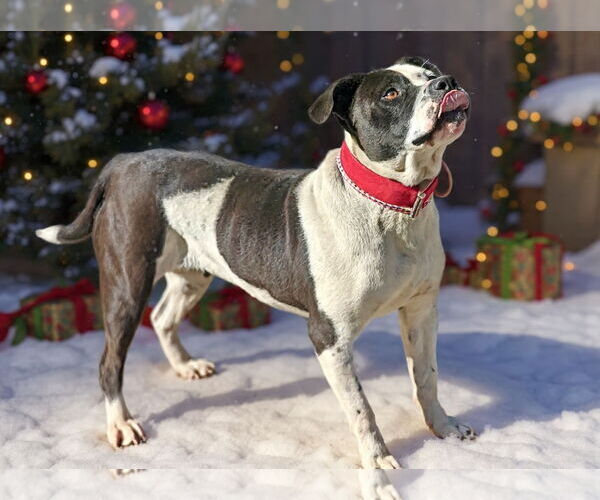 Medium Photo #4 Mutt Puppy For Sale in Talladega, AL, USA