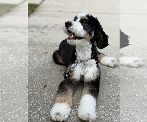 Medium Photo #2 Bernese Mountain Dog-Unknown Mix Puppy For Sale in Valrico, FL, USA