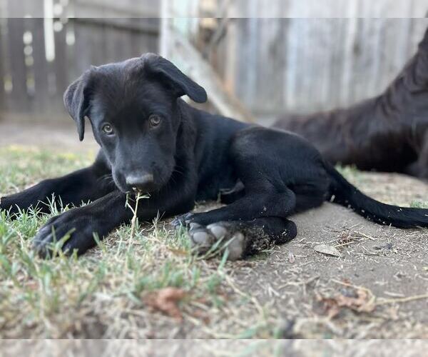 Medium Photo #1 Labrador Retriever-Unknown Mix Puppy For Sale in Clovis, CA, USA