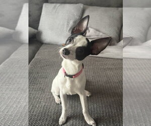Chihuahua Dogs for adoption in Valrico, FL, USA