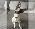 Small Chihuahua